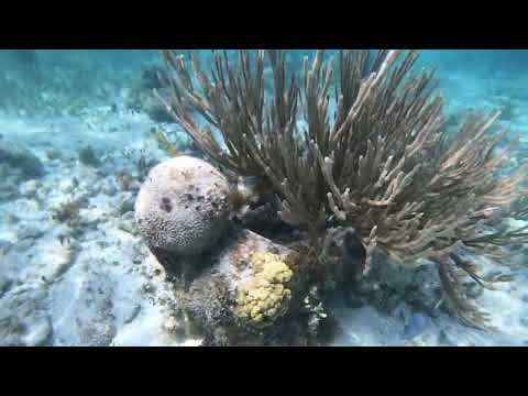 Видео: Лучшие места для снорклинга в Канкуне