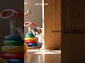 #cat #cute #catlovers #catvideos #catstory #sports #catshorts #funny  #funnycat  #cutecat #door