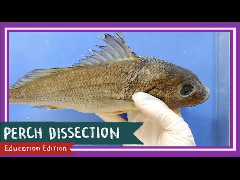 Perch (Bony Fish) Dissection || Teach A Man To Fish [EDU]