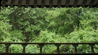 8hours raining drop sounds from roof to the forest for your relaxing, meditation, study and sleep