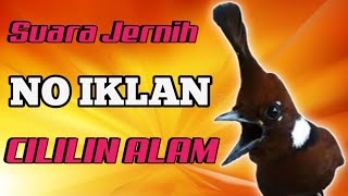 Download lagu Masteran Cililin Jernih Durasi  1 Jam  Tanpa Iklan // Terbaru 2021 mp3