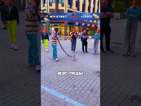 Огромная цепь на маленькой собачке😂 #обзор #шортс #фильм