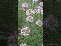 Spider flower/ Cleome spinosa