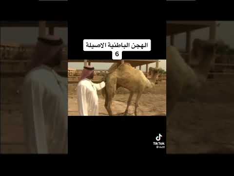الهجن الباطنية الأصيلة في البحرين 