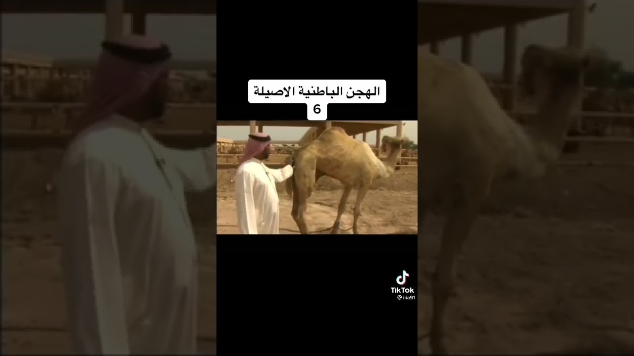 الهجن الباطنية الأصيلة في البحرين