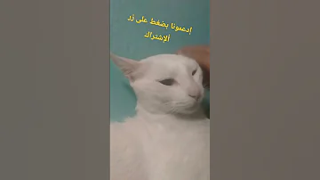صلوا على سيدنا ونبينا وحبيبنا و ورسولنا المصطفى عليه الصلاة والسلام 