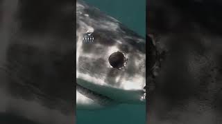 Great White Shark Keeps An Eye On The GoPro #greatwhite