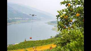 When The Orange Harvest Takes Flight Chinas Drone Revolution In Mountain Agriculture