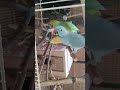 24 июня 26 г. Кукуруза🌽 Рикки Макс😅🦜💕🦜🇨🇭@yosha28
