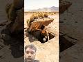 TIMELAPSESTART to FINISH Alone BUILDLOG Cabin Wooden House How To Build Wooden Cabin Surviva 75