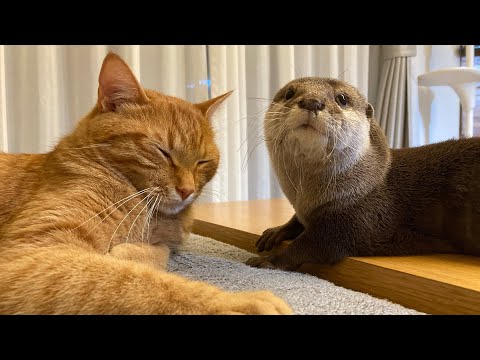 ??????????????????????? Otter and cat react differently when an earthquake occurs.