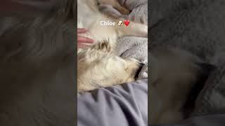 Chloe 🐶❤️ #dogs #dogsofyoutube #cutedogs #dogshorts #funnydogs #dogowner #fyp