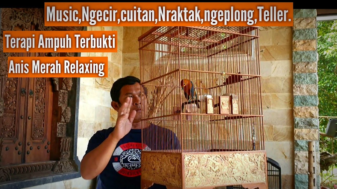 ANIS MERAH Langsung  KENCENG Dgn Terapi & Relaxing Kombinasi MUSIC PANCINGAN AMPUH
