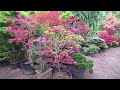 WHICH ONE IS HER FAVORITE JAPANESE MAPLE - AMAZING MAPLES