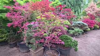 WHICH ONE IS HER FAVORITE JAPANESE MAPLE - AMAZING MAPLES