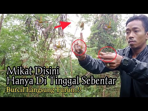 Mikat Burcil Hanya Modal MP3. Langsung Datang. Sungguh AJIB