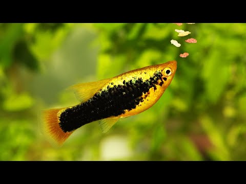 Top 2 Secret Tips for Feeding Fish [Fish Room Vlog] - Top 2 Secret Tips for Feeding Fish [Fish Room Vlog]