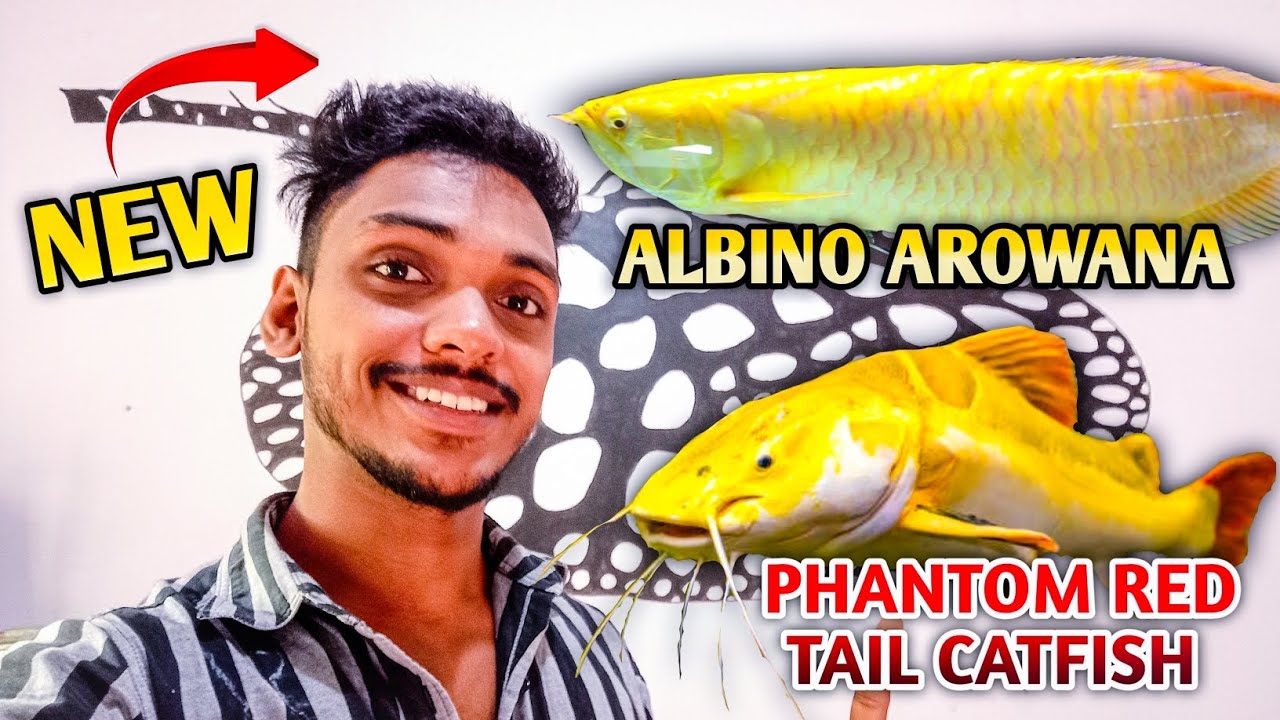අලුතින් ගෙනාපු Phantom Red Tail Catfish සහ Albino Arowana 😍❤️💫 | New Monster Fish Babies 