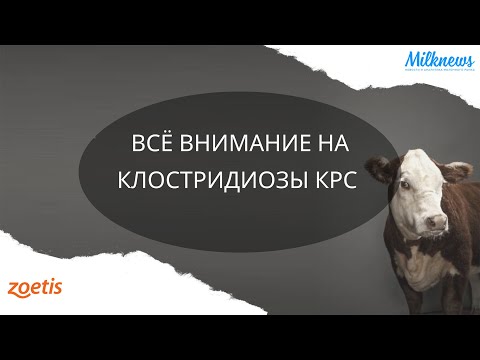 ВСЁ ВНИМАНИЕ НА КЛОСТРИДИОЗЫ КРС