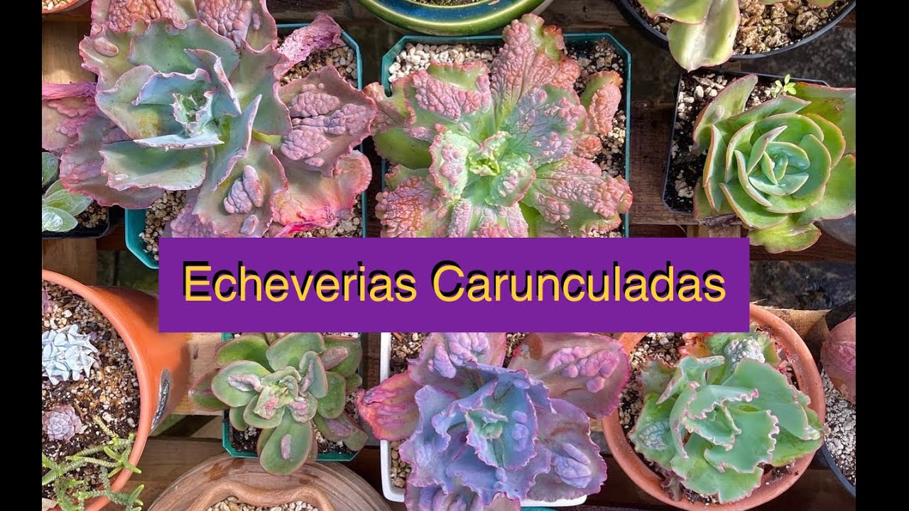 ECHEVERIAS CARUNCULADAS