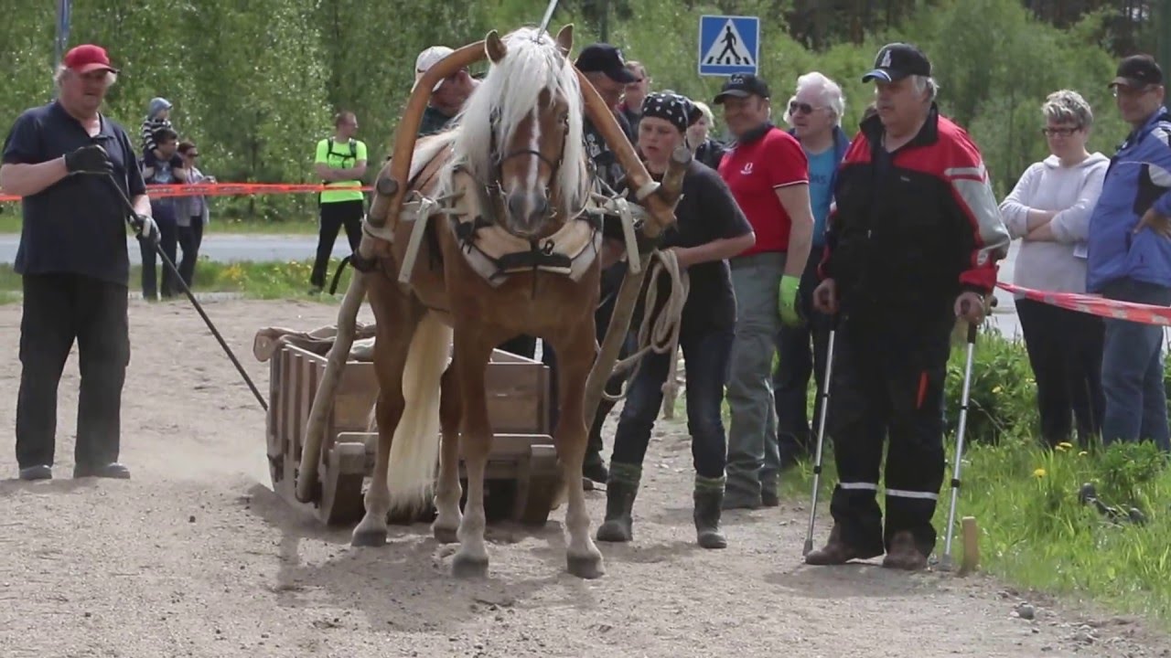 Esu ja Heini Juankosken vetokilpailuissa