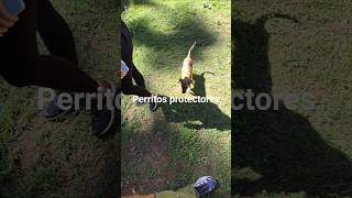 Perritos protectores #duendes #hidalgo #travelmexico #naturaleza #mexico #foreignersinmexico