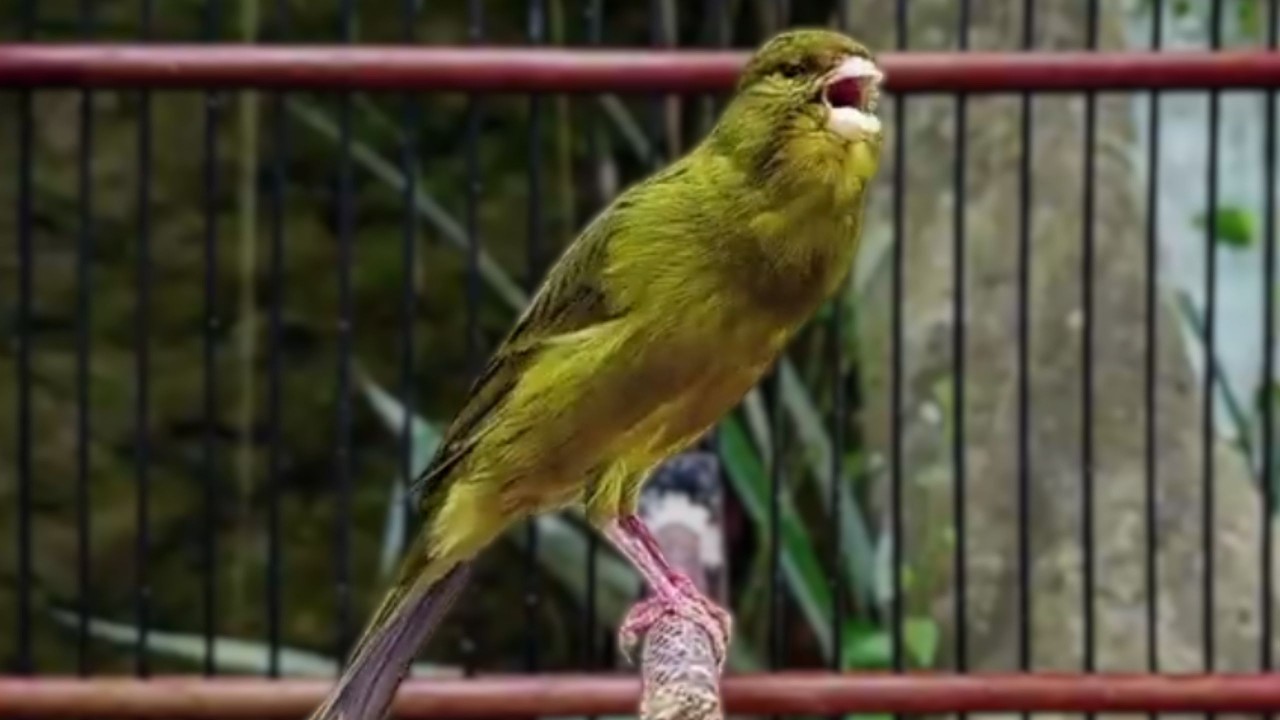 O treinamento mais mágico | 40 | Canário Belga tenta todos os canários a cantar!!!