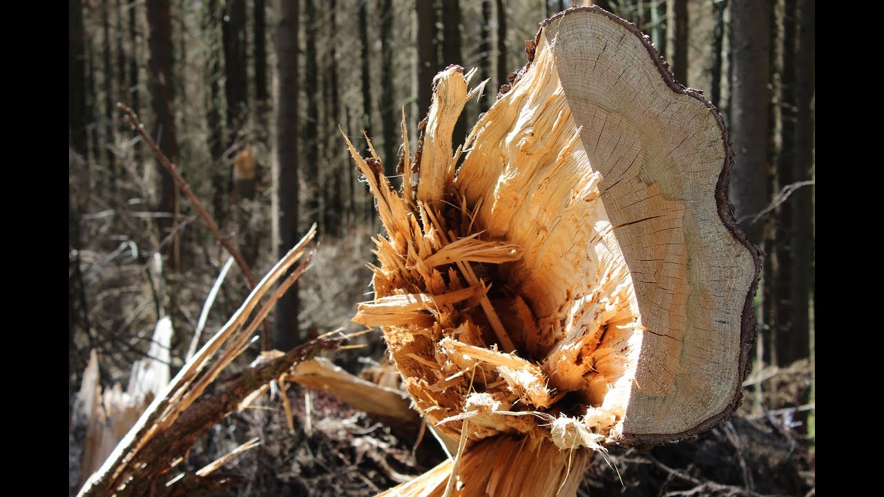 WOOD CRACK Sound Effects