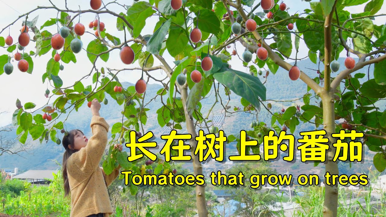 用长在树上的番茄搭配滋滋冒油的烤肉吃吧！【叫我阿霞Channel】