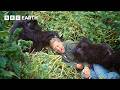 Attenborough's Extraordinary Gorilla Encounter | Making Life on Earth | BBC Earth