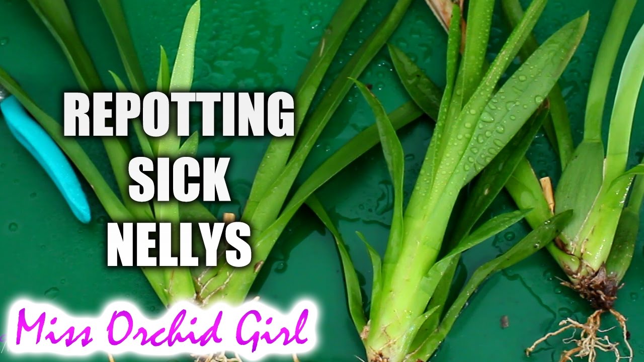 Repotting sick Nelly Isler Orchids + Detailed explanations