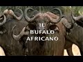 Il bufalo africano  "bufalo nero (Syncerus caffer), Lake Manyara N.P./Tanzania"