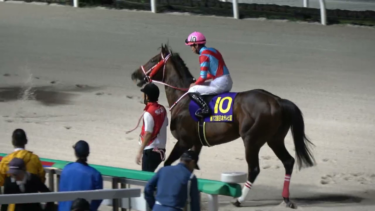 日本テレビ盃2025】本馬場入場 現地映像 誘導馬について行く