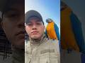 Blue #bluegoldmacaw #parrot #macawparrot #bird
