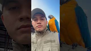 Blue #bluegoldmacaw #parrot #macawparrot #bird