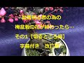 盆栽初心者必見！梅盆栽の花が終わったら…【切るところ編】字幕付改訂版