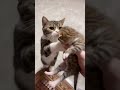 #funnypets #petfails #viralpets #doggolaughs #petreactions #funnyanimals #catantics