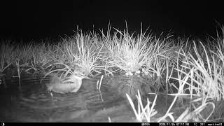 Jack Snipe preening