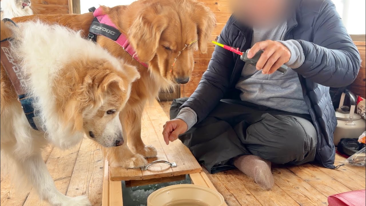 【ワカサギ釣り】穴の中から出てきた魚に興味津々な愛犬...【ボーダーコリー・ゴールデンレトリバー】