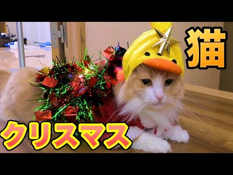クリスマス猫服作ってみた!! 【100均】Christmas Cat PDS