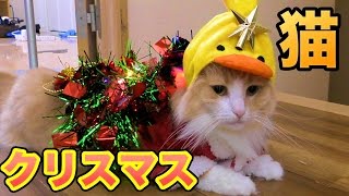 クリスマス猫服作ってみた!! 【100均】Christmas Cat PDS
