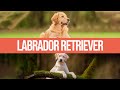 Labrador Retriever - Caratteristiche e Curiosità