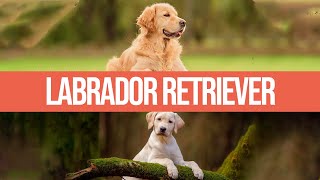 Labrador Retriever - Caratteristiche e Curiosità by Funny Pets 4,883 views 1 year ago 6 minutes, 1 second