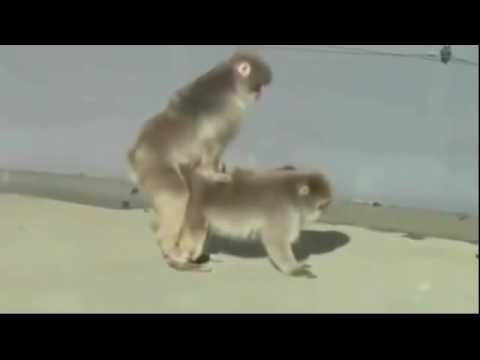 VIRALLL MONYET KAWIN DENGAN MANUSIA NGAKAKKK VIRALLL MONYET KAWIN DENGAN MANUSIA NGAKAKKK