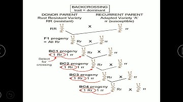 Backcross Method | Difference between Transfer of recessive gene and dominant gene | understanding |