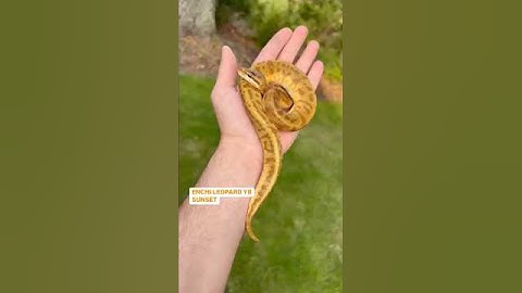 ENCHI LEOPARD YB SUNSET BALL PYTHON🔥