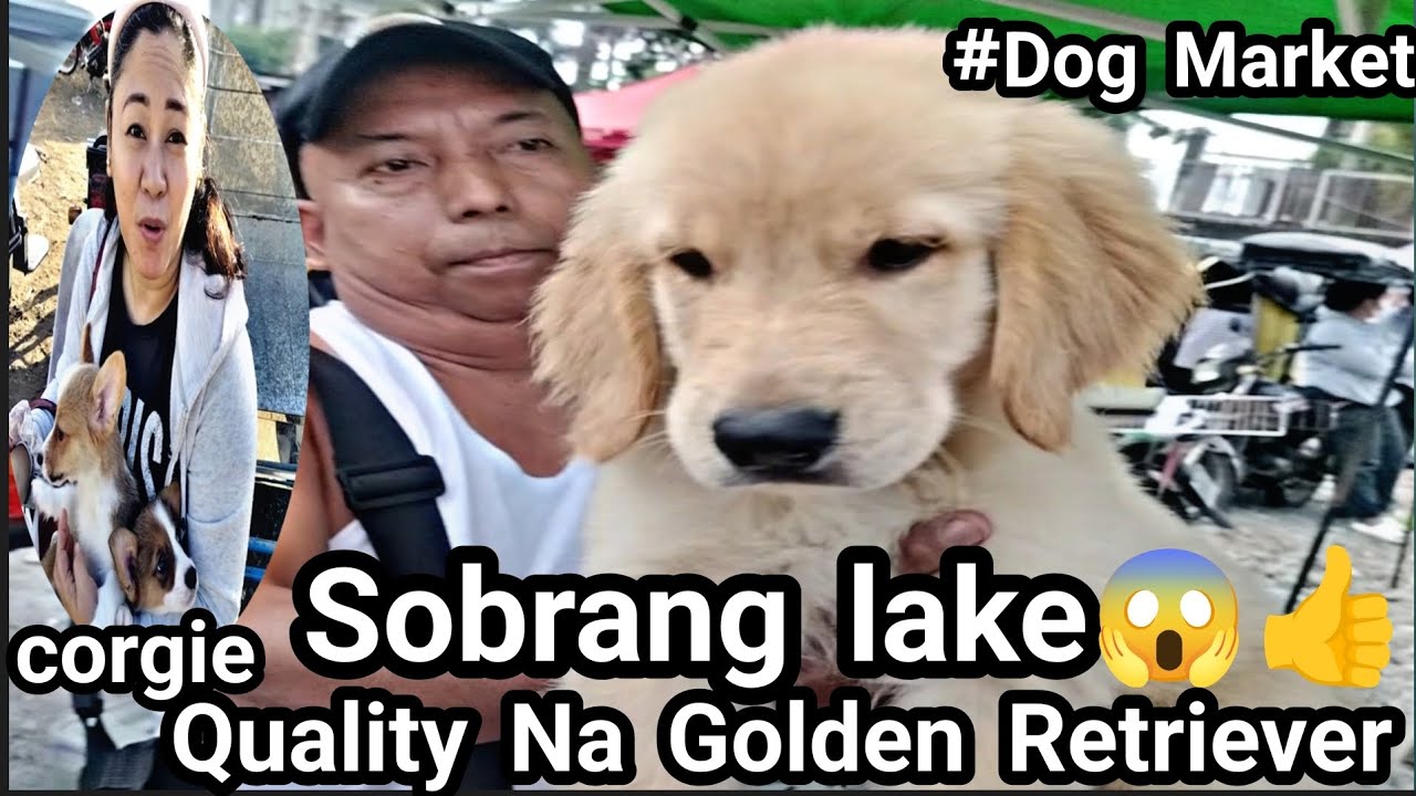 #Bocaue petmarket#Dog Market #Ang Laking Golden Retriever ni kuya Jun Quality!😱👍❤️#Corgie ni Ate 👍