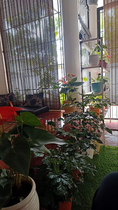 Download lagu The veranda of my house/A nostalgic feeling/Zain World