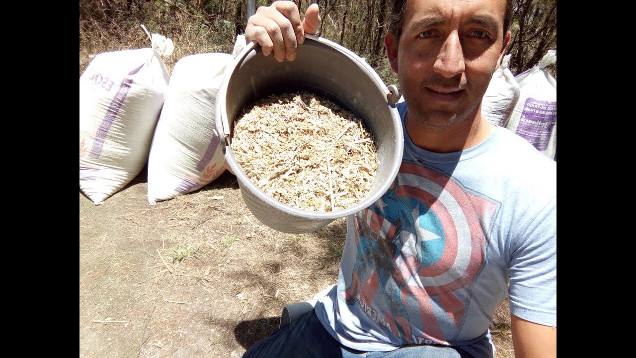 Preparando alimento de engorda para ovinos.