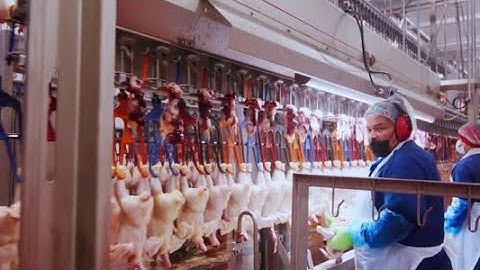 Discover the Future of Poultry Processing: Fully Automated Slaughterhouse Production Line